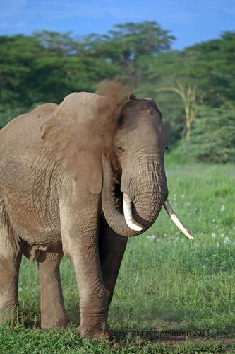 Elephant, African Elephant